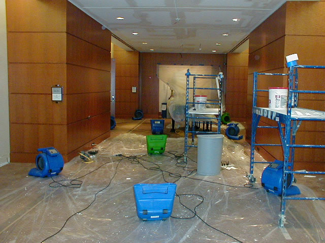 Why Mold Must Be Removed From Your Business ASAP