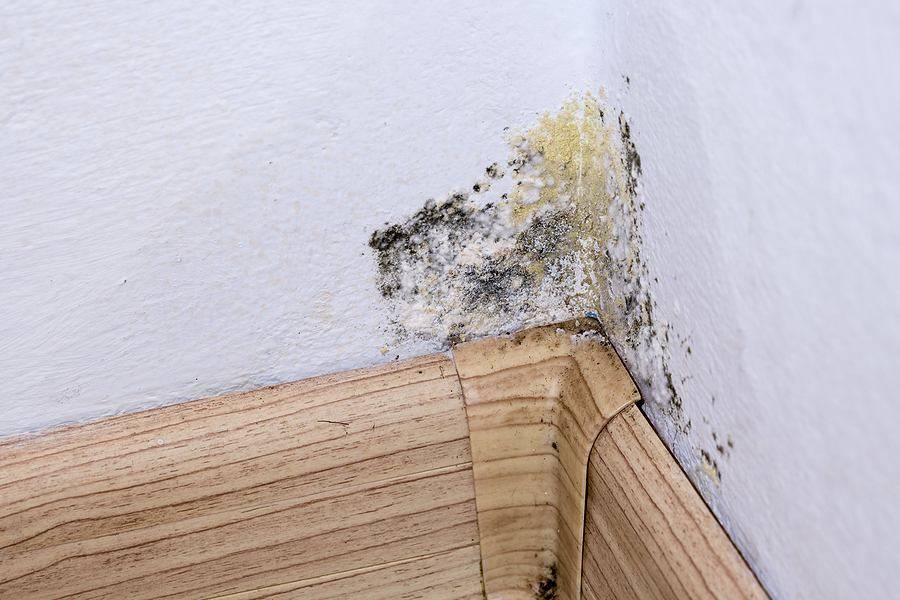 The Truth About Toxic Black Mold and What to Do