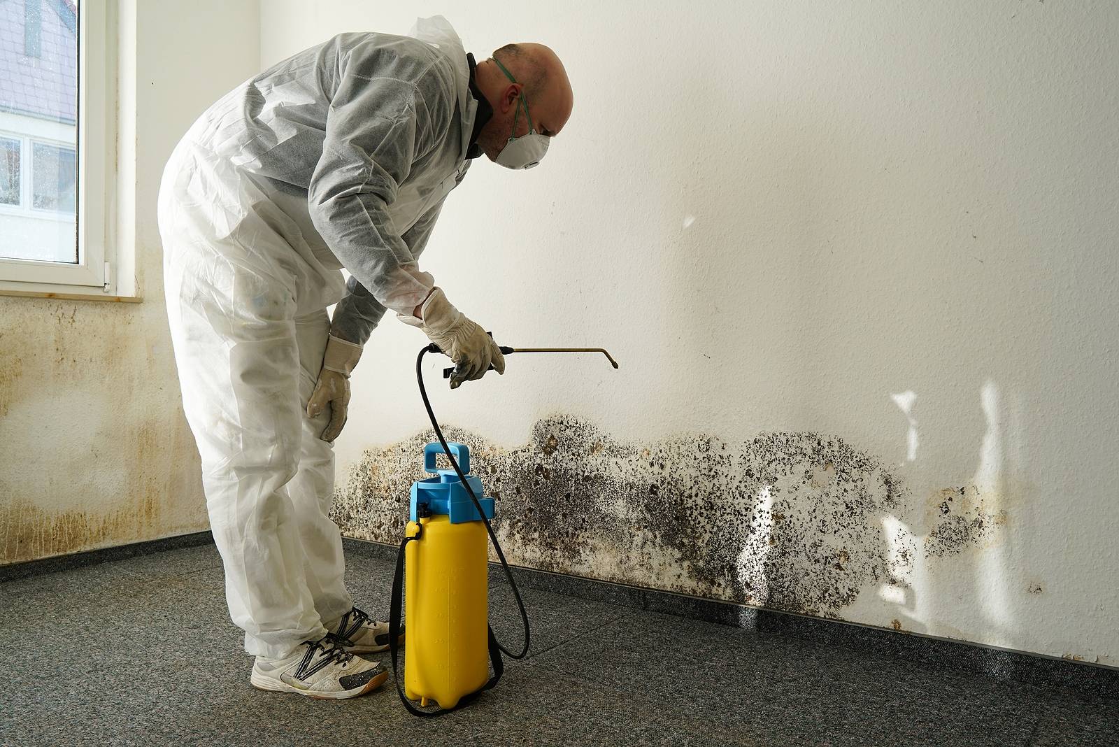Signs You Need a Mold Remediation