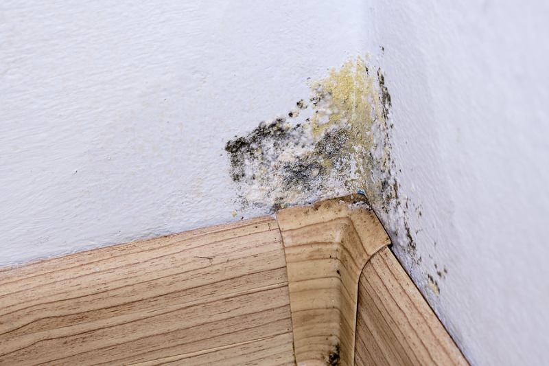 Mold Allergy Symptoms And Signs