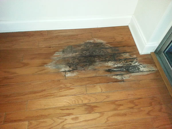 Home Mold Types To Look Out For