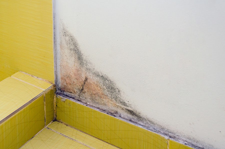 How Does Black Mold Affect Your Four-Legged Family Members?
